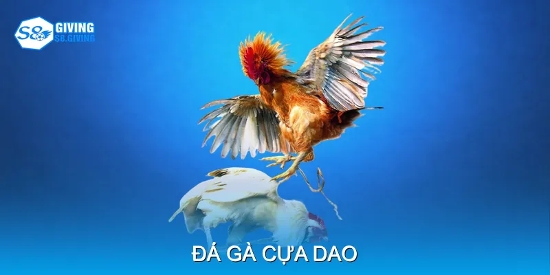 Đá Gà Cựa Dao Trận Đấu Kịch Tính Với Âm Thanh Sống Động