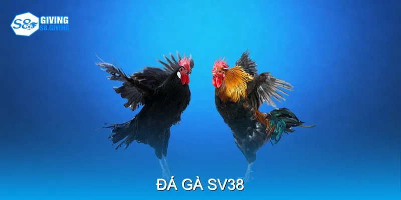 Đá Gà SV38 Theo Dõi Trận Đấu Trực Tiếp Chất Lượng Cao