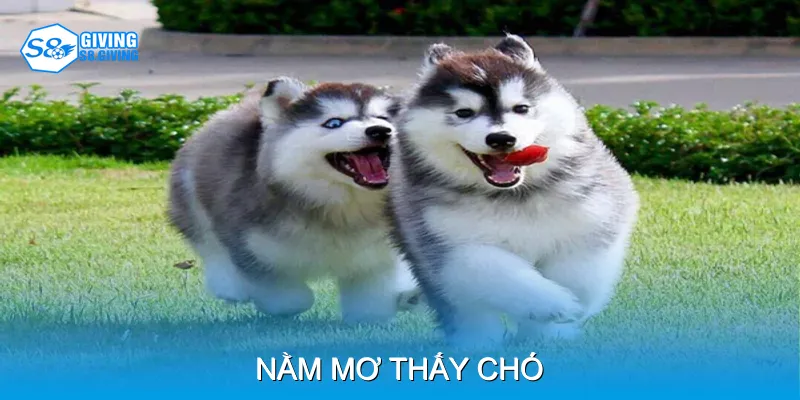 Nằm Mơ Thấy Chó Và Cách Giải Mã Các Tình Huống Phổ Biến